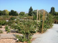 Heritage Rose Garden San Jose 3.JPG